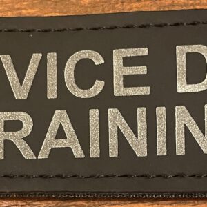 Patch Service Dog in Training